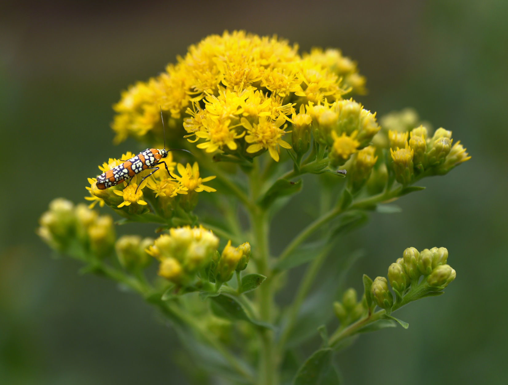 Pollinators